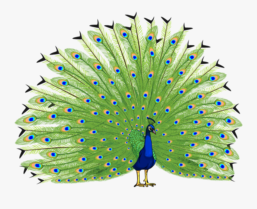128 Wallpapers - Peacock Images Hd Png, Transparent Clipart