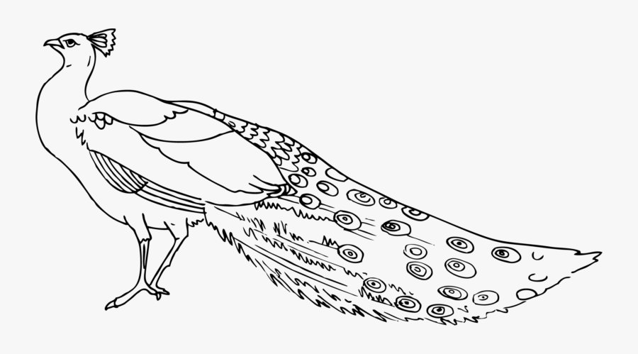 Clip Art Image Black And - Peacock Black And White, Transparent Clipart