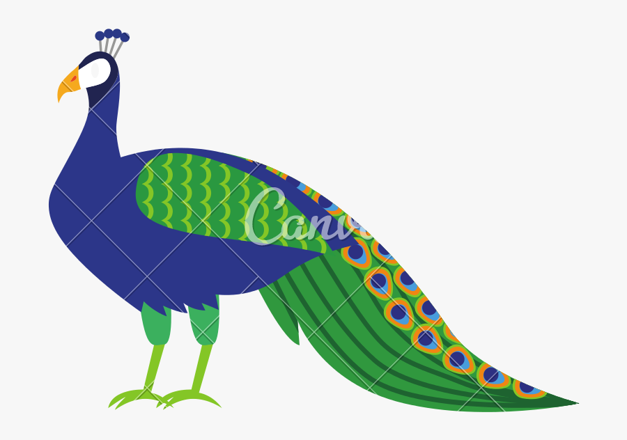 Cartoon Peacock Pictures - Cartoon Peacock, Transparent Clipart