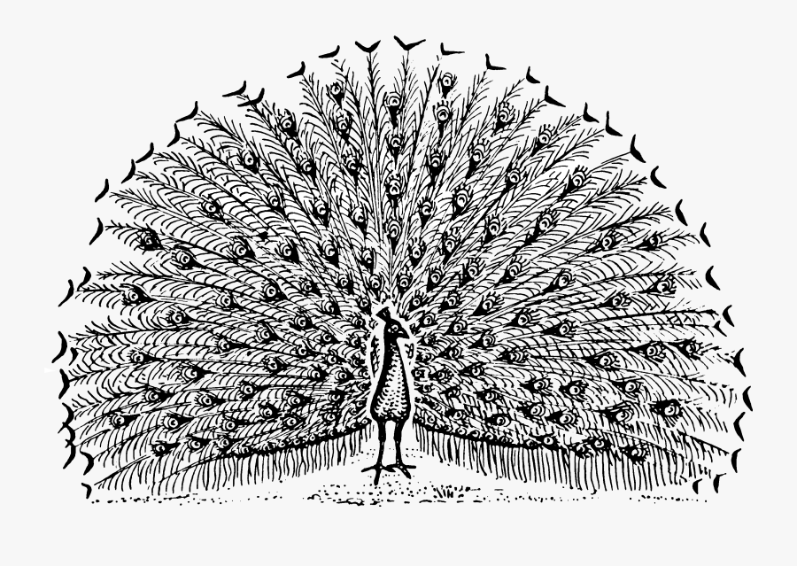 Peacock Psf Tidbits Freebie 2,976×2,031 Pixels Peacock - Peacock Open Feathers Drawing, Transparent Clipart
