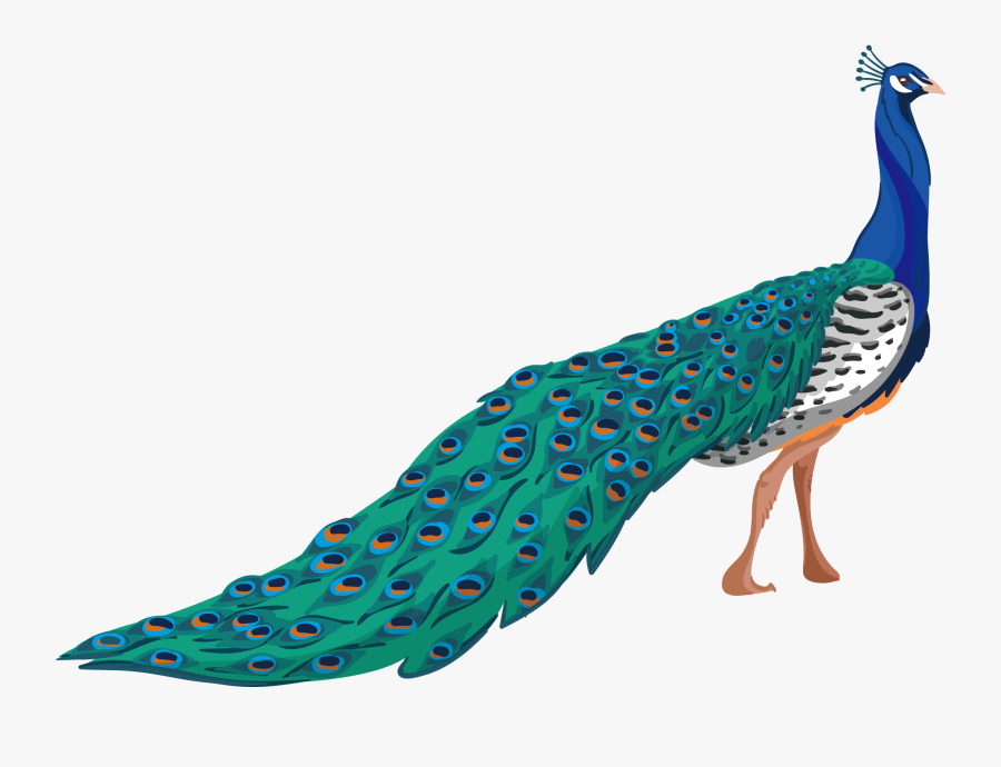 Peafowl Adobe Illustrator - Peafowl Drawing, Transparent Clipart