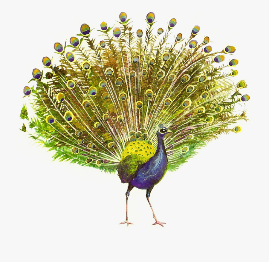 25809 - Peacock Png, Transparent Clipart