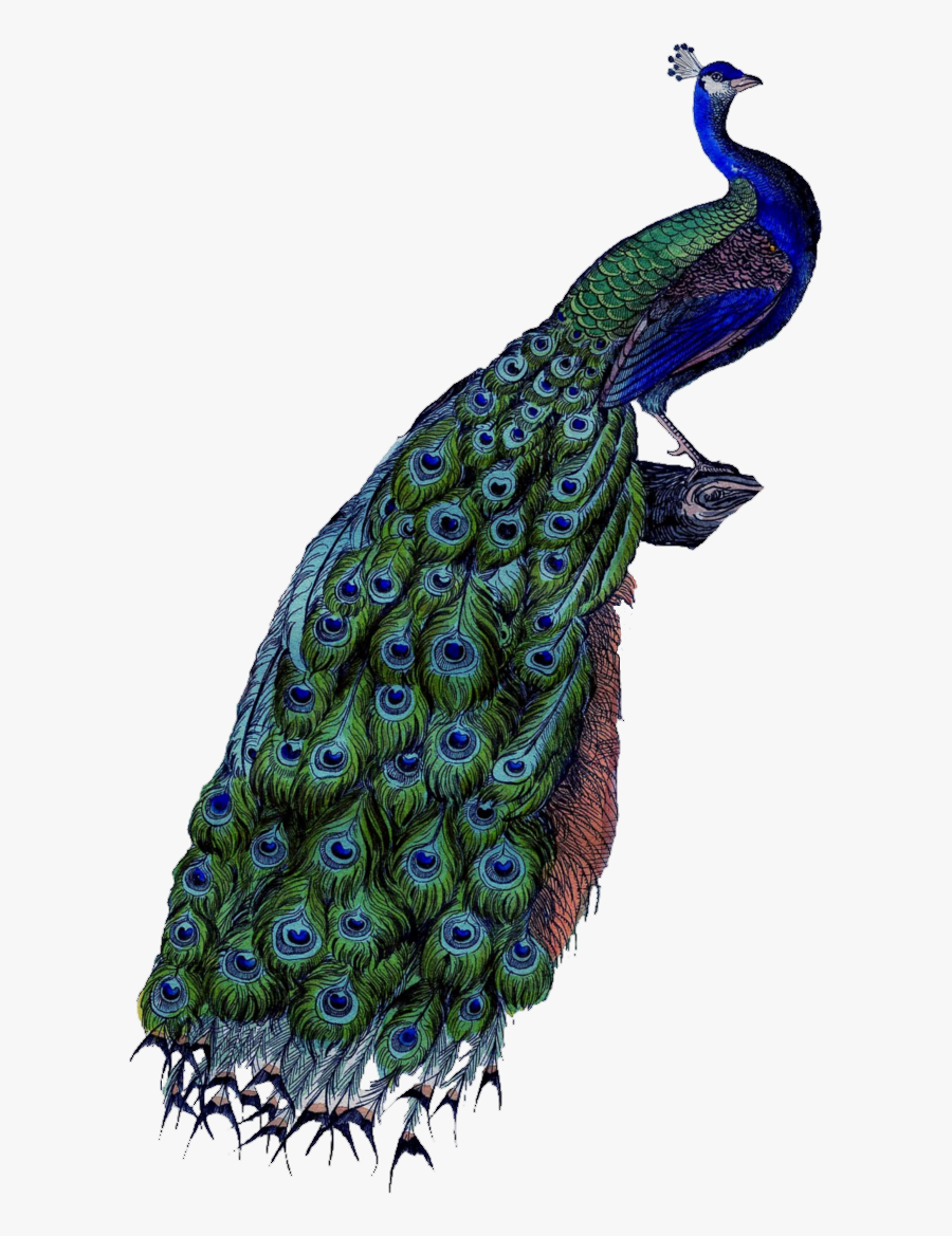 25822 - Peacock Png, Transparent Clipart