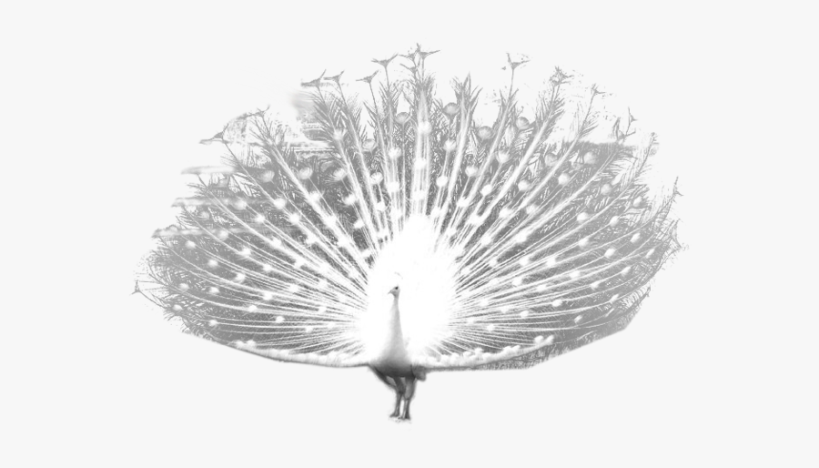 White Peacock Transparent Background, Transparent Clipart