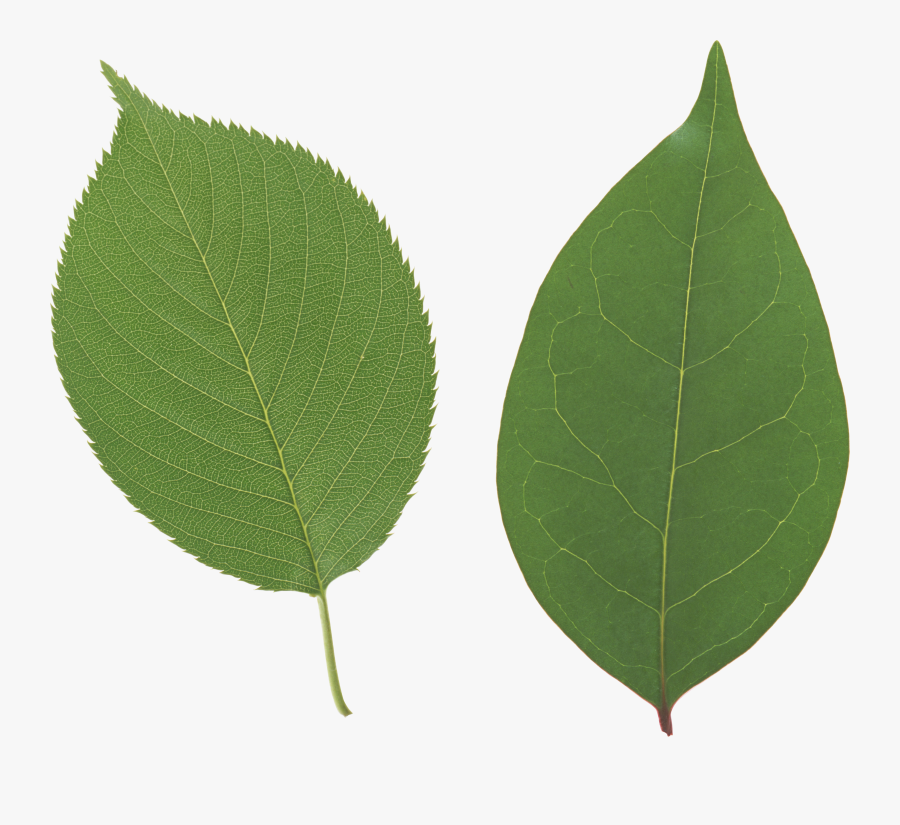 Leaves Clipart Single Green Leave - Leaf Png, Transparent Clipart
