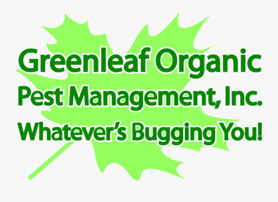 Graphic Design, Transparent Clipart