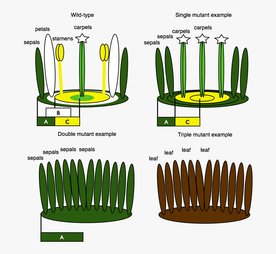 Clip Art, Transparent Clipart
