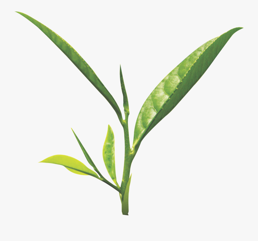 Transparent Tea Leaf Clipart - Green Tea Leaves Png, Transparent Clipart