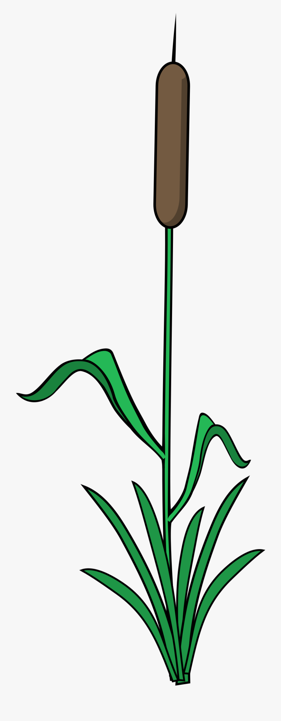 Single Reed - Single Reed Plant, Transparent Clipart