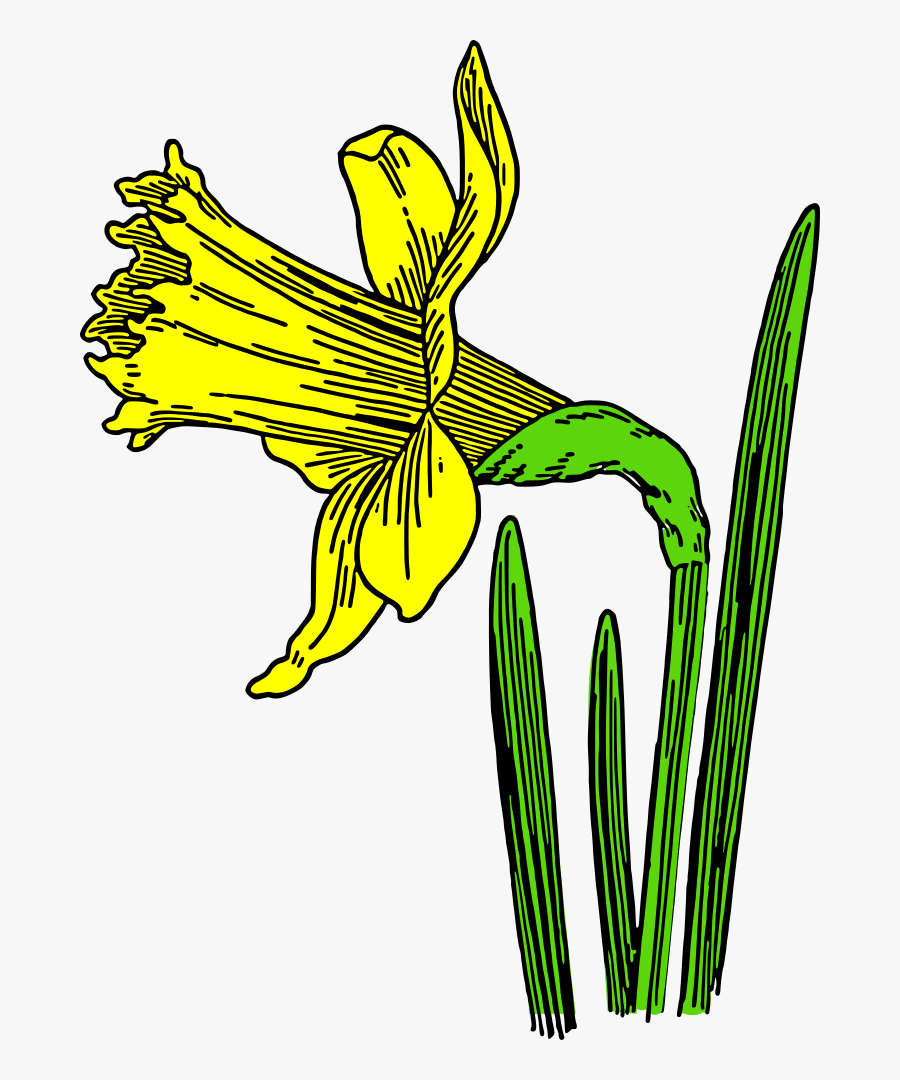 Daffodil, Flower, Nature, Plant, Season, Spring, Yellow - Animated Pictures Of Daffodils, Transparent Clipart