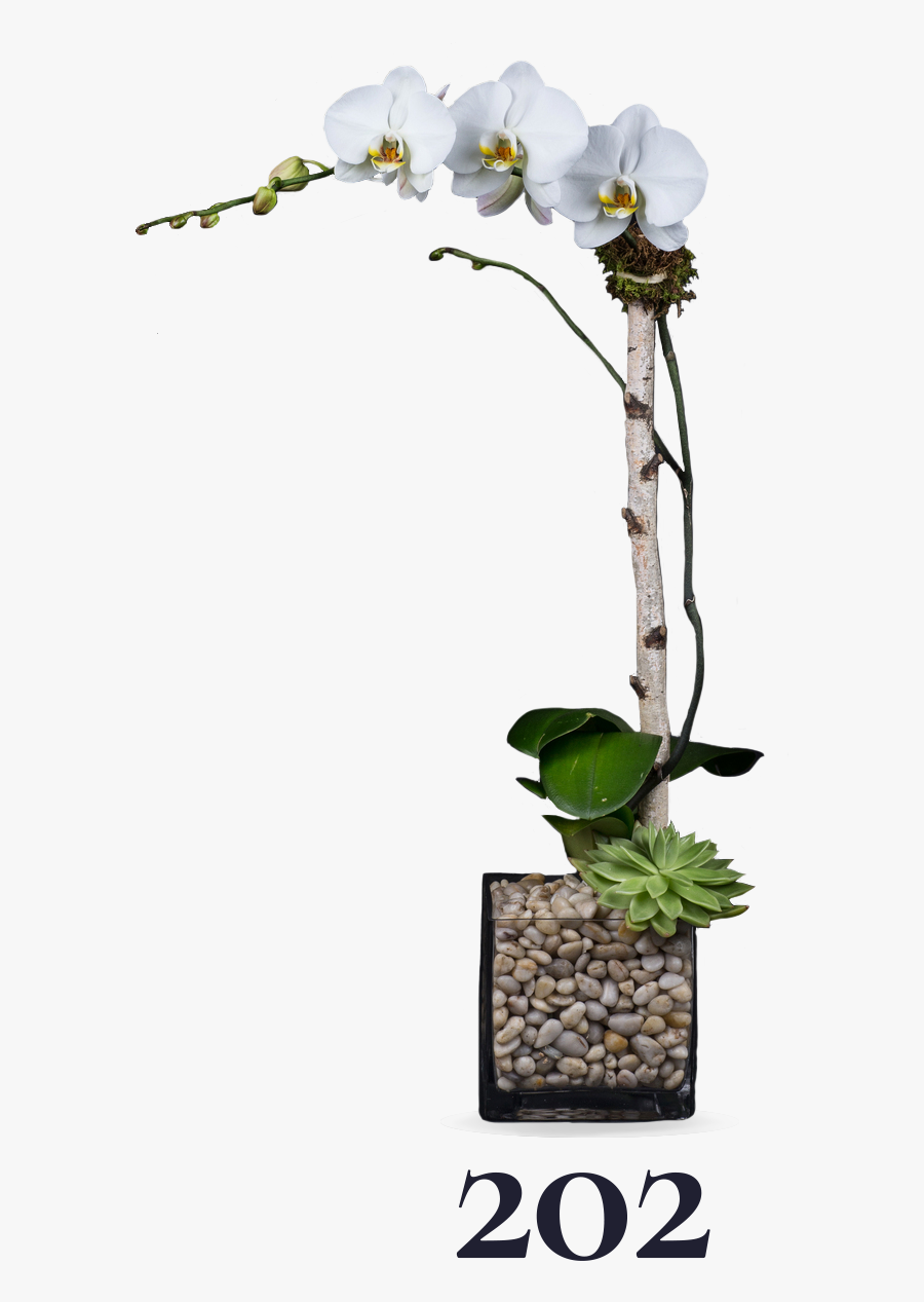 Moth Orchid, Transparent Clipart