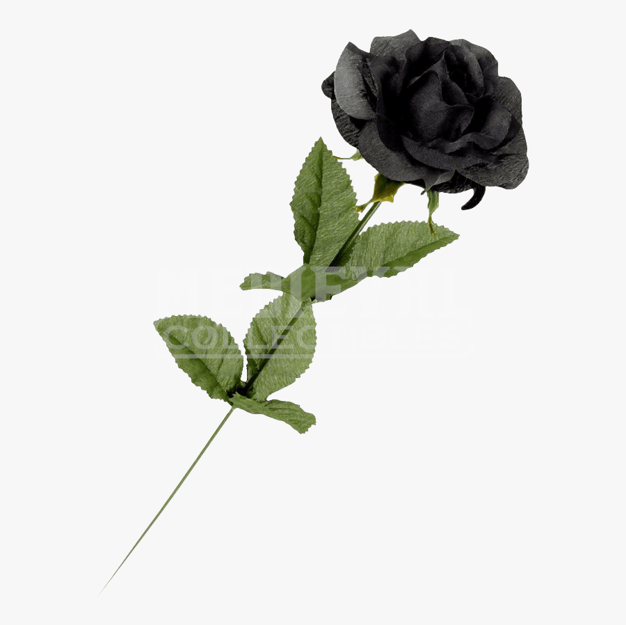 Real Single Black Rose - Black Rose Flowers Single, Transparent Clipart