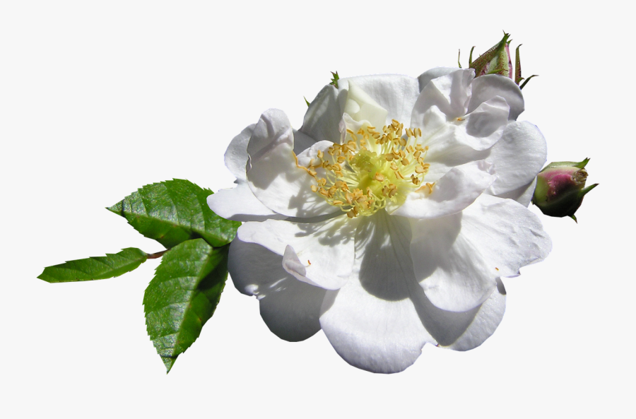 White Single Rose - Evergreen Rose, Transparent Clipart