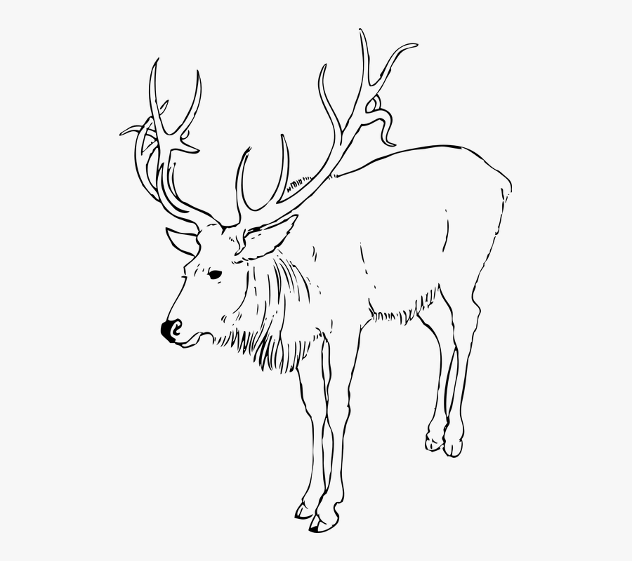 Christmas, Reindeer, Animal, Stag, Antlers, Mammals - Realistic Reindeer Clipart Black And White, Transparent Clipart