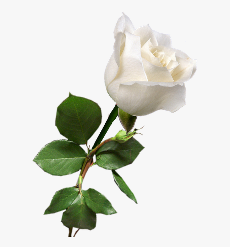 Single White Rose Png - White Rose Png Transparent, Transparent Clipart