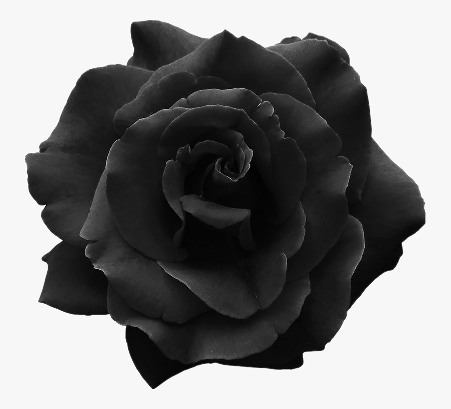 #dark #black #rose #overlays #stickers - Black Rose Aesthetic Png, Transparent Clipart