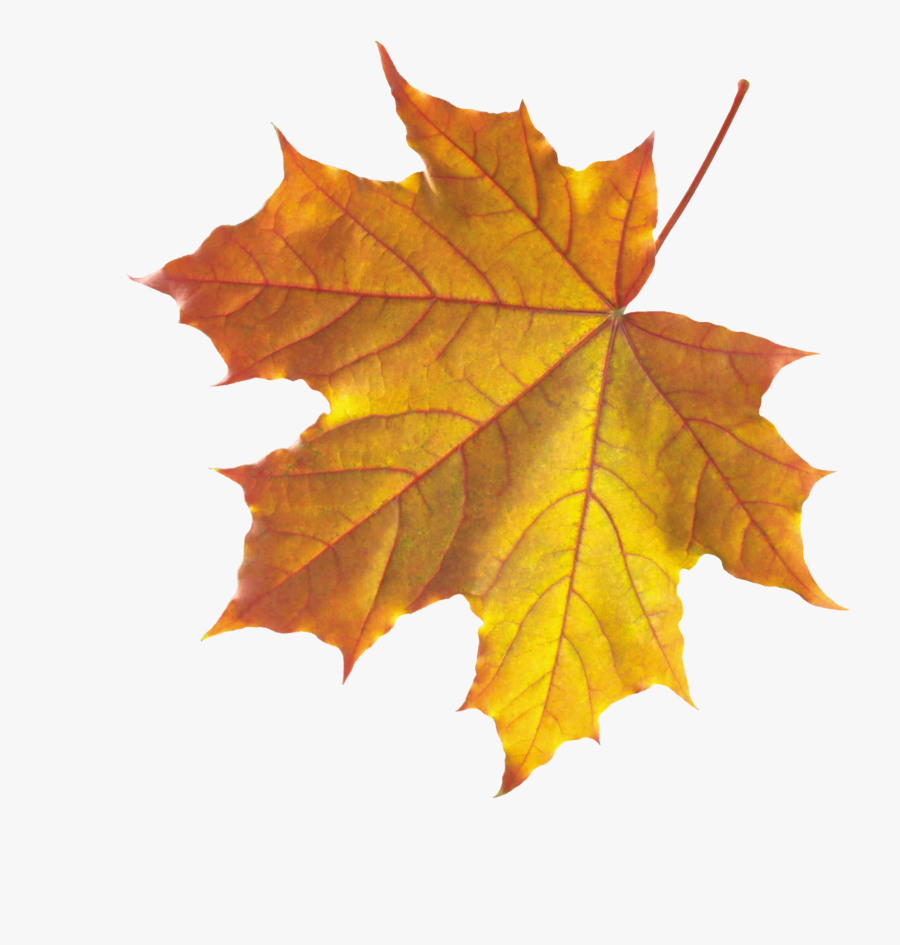Autumn Leaves Leaf Clip Art - Autumn Fall Leaves, Transparent Clipart