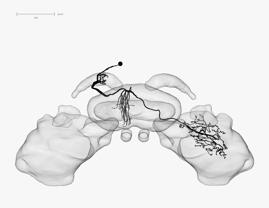 Transparent Cpu Clipart - Illustration, Transparent Clipart