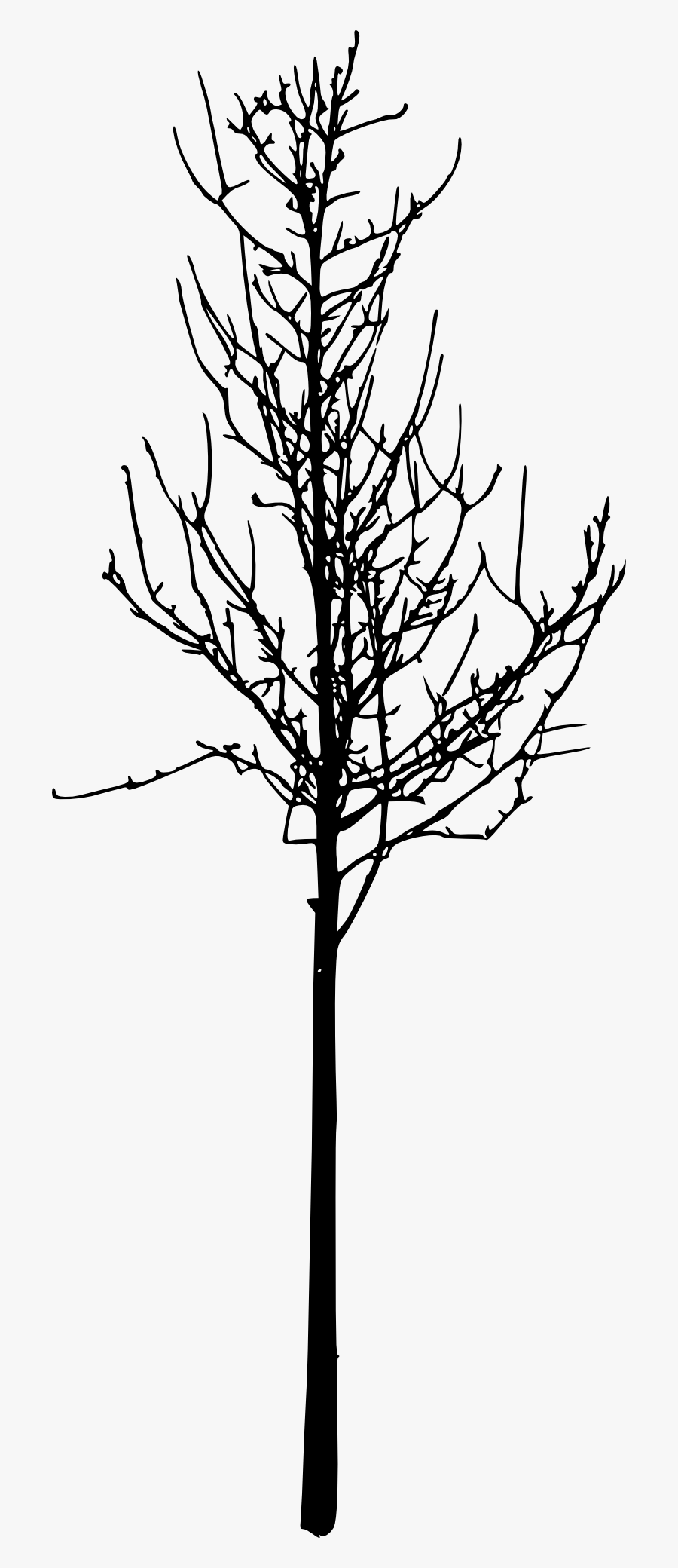 Twig, Transparent Clipart