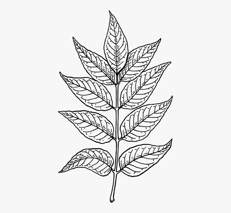 Line Art,plant,flora - Neem Tree Leaf Drawing, Transparent Clipart
