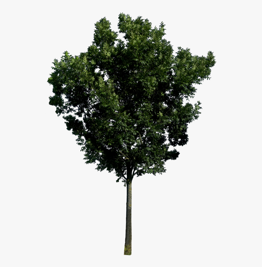 Tree Png Free - Trees In Elevation Png, Transparent Clipart