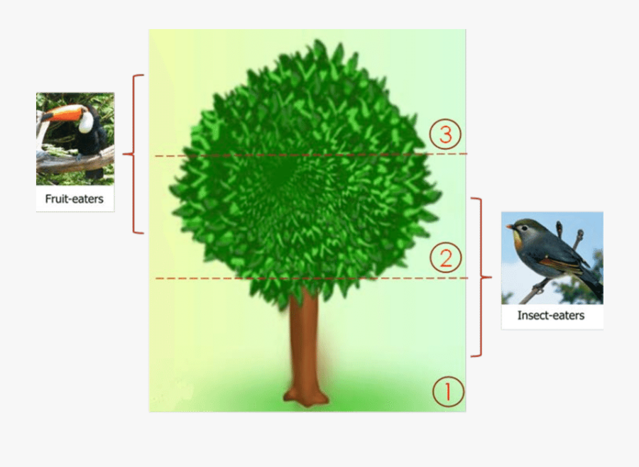The Usage Of The Neem Tree - Scientific Diagram Tree, Transparent Clipart
