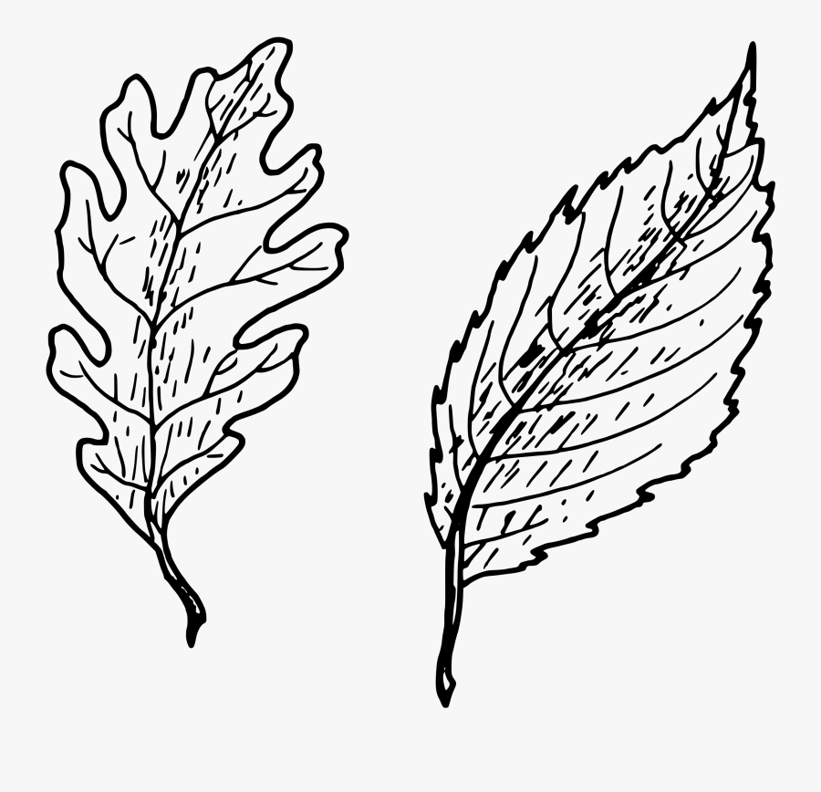 Leaf Drawing Clip Art - Transparent Simple Leaf Png, Transparent Clipart