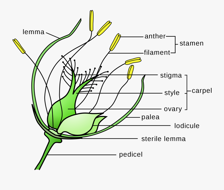 Transparent Pollination Clipart - Wind Pollinated Flowers Diagram, Transparent Clipart