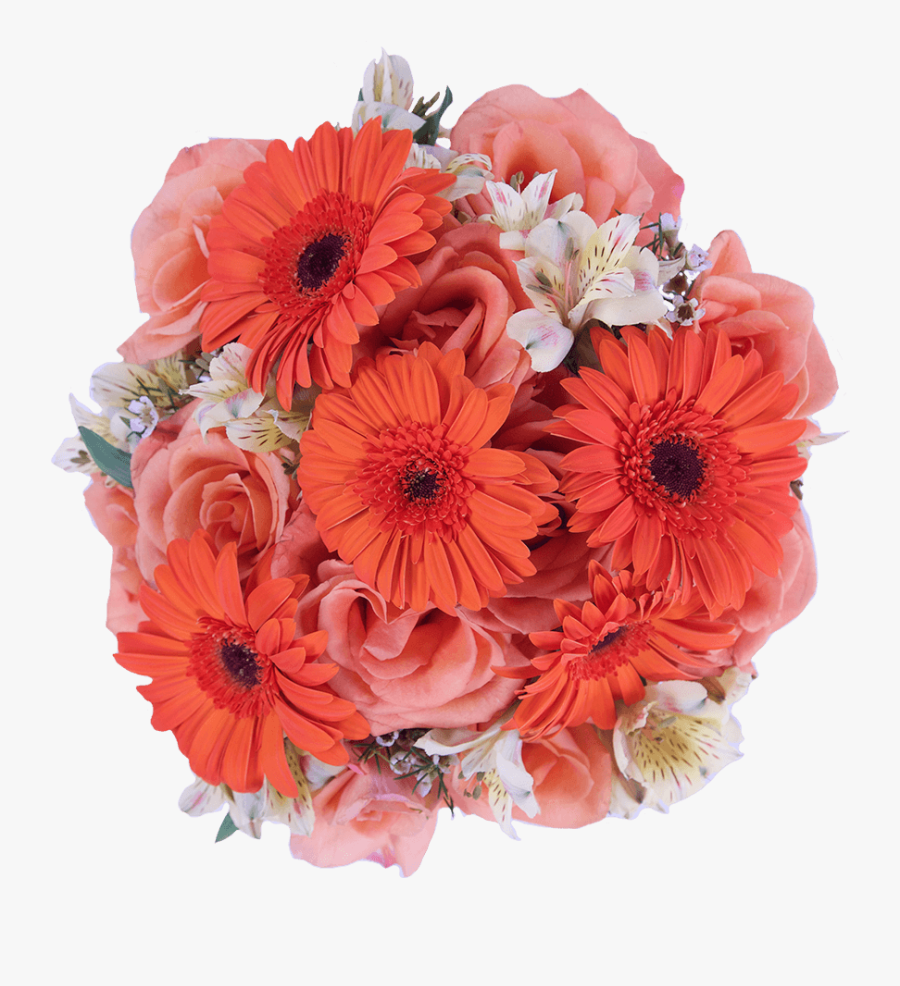 Barberton Daisy, Transparent Clipart