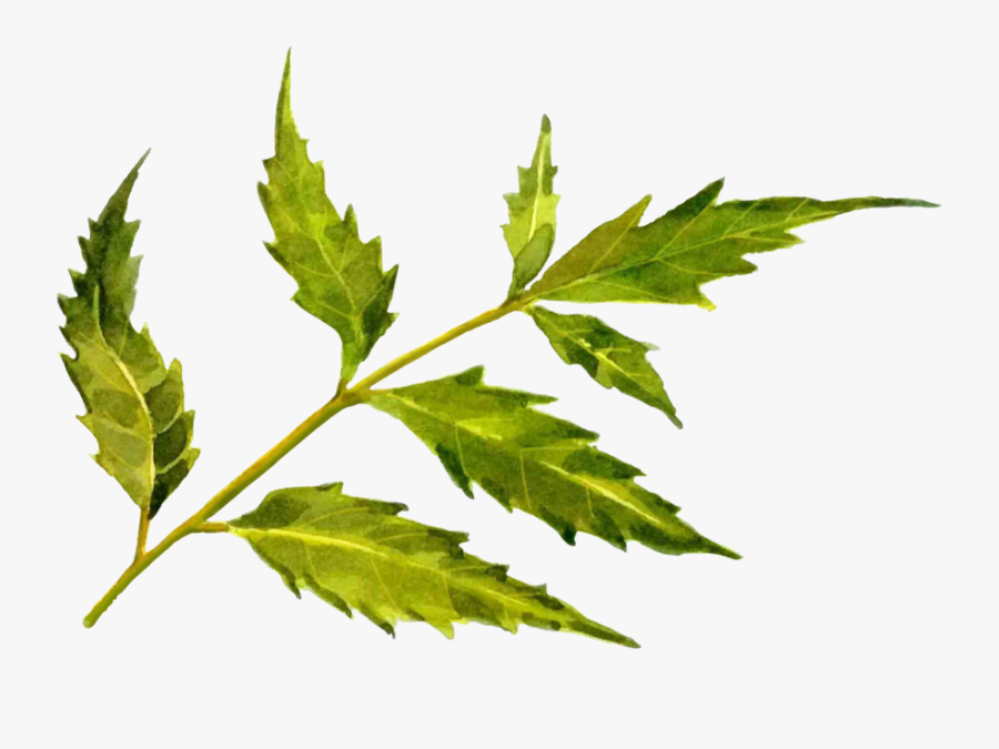 Neem Tree , Png Download - Maple Leaf, Transparent Clipart