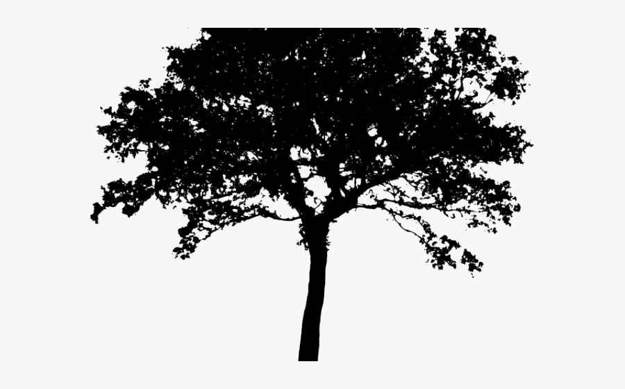 Silhouette Tree Png Vector, Transparent Clipart