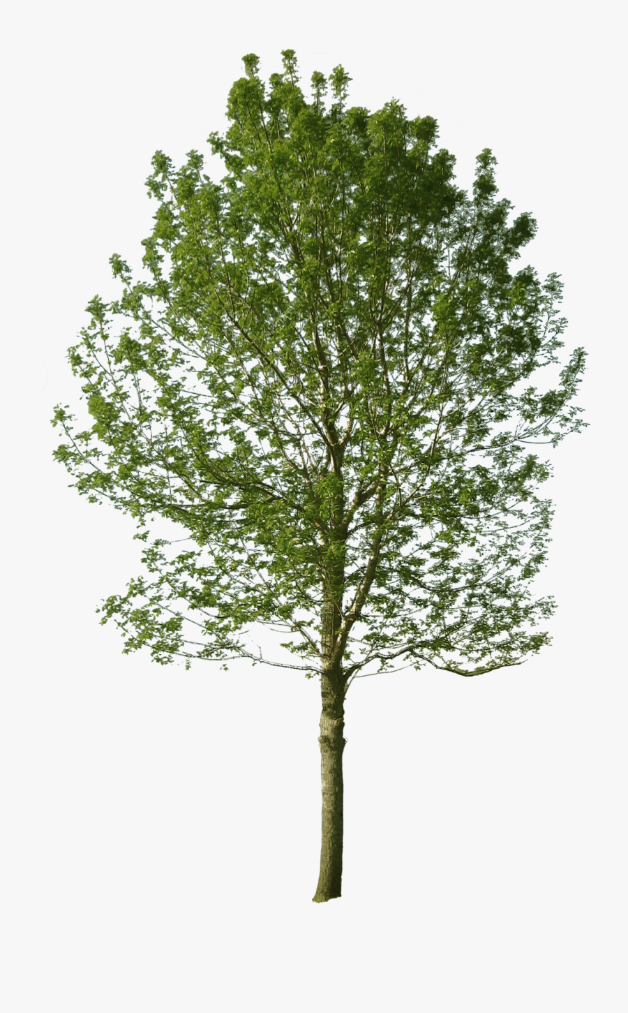 Viz 3d Fall 2014 Alphonso Peluso - Black Locust Tree Architecture, Transparent Clipart