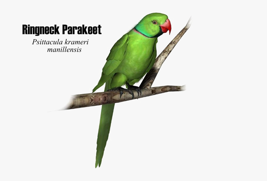 Transparent Parrot Png - Indian Parrot Png, Transparent Clipart