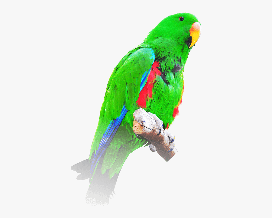 Shiny Green Parrot Flying, Transparent Clipart