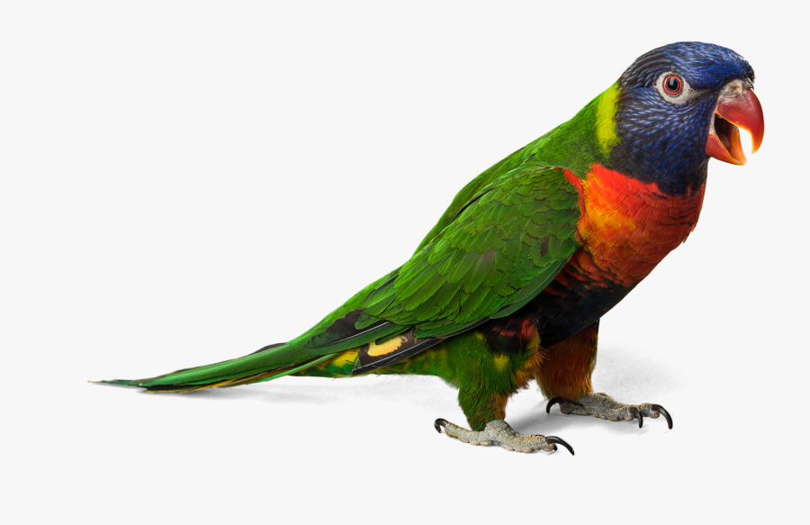 Green Parrot Images Clip Art, Transparent Clipart