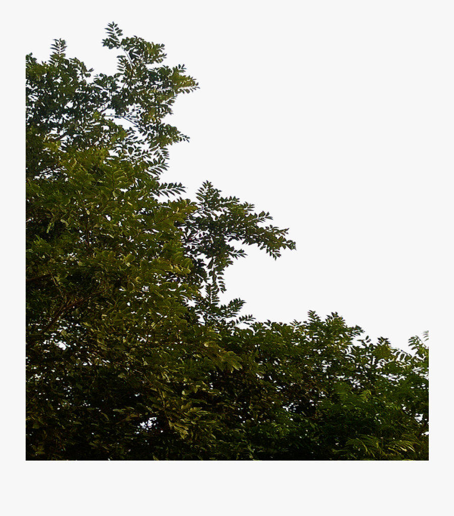 Transparent Foliage Png - Transparent Tree Leaves Png, Transparent Clipart