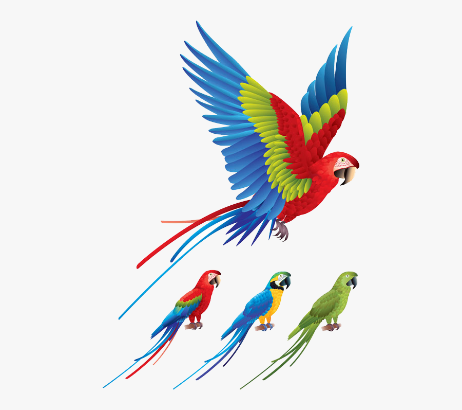 Tropical Birds Wall Decal, Transparent Clipart