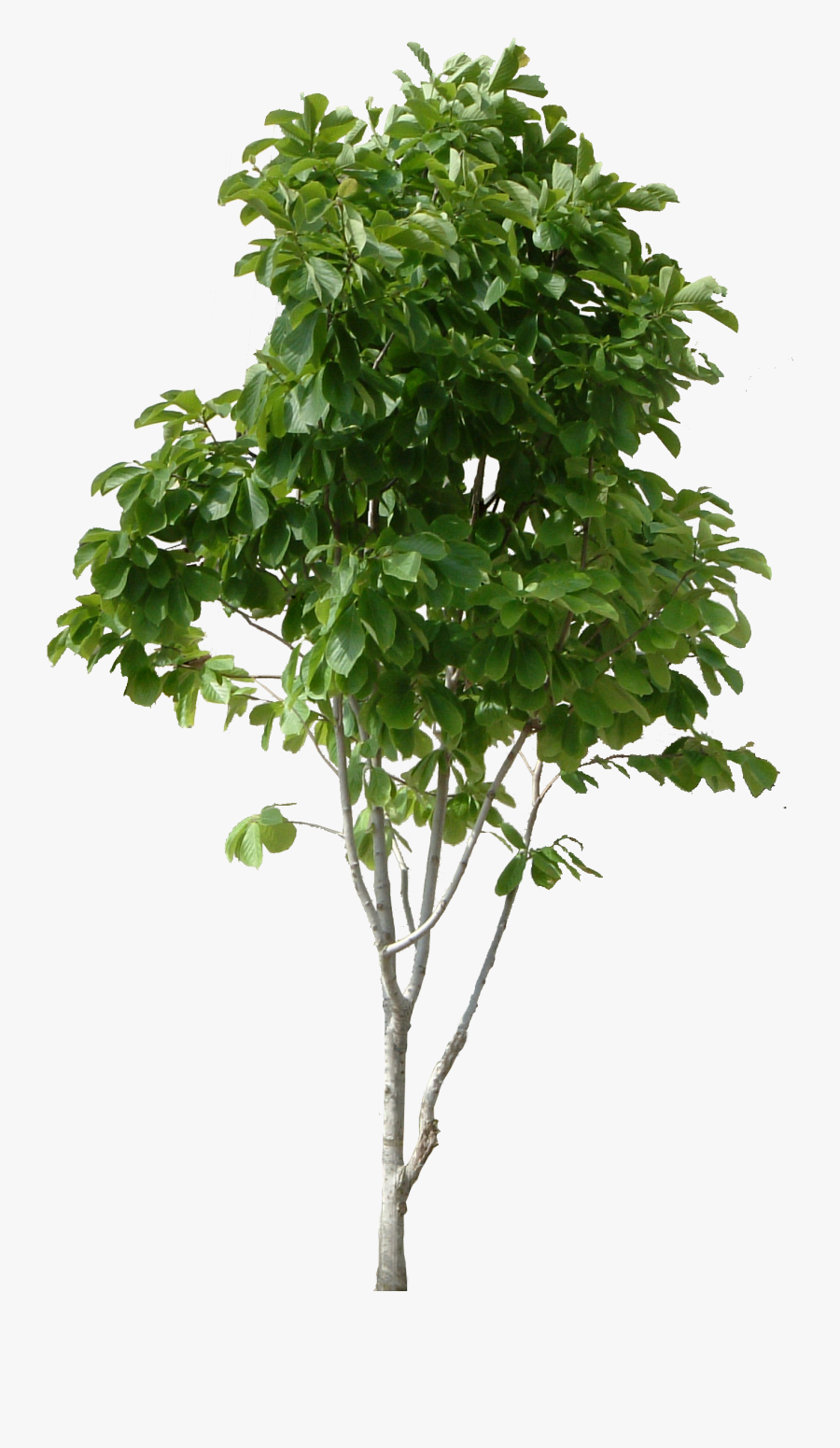 Guava Tree Png - Transparent Small Tree Png, Transparent Clipart