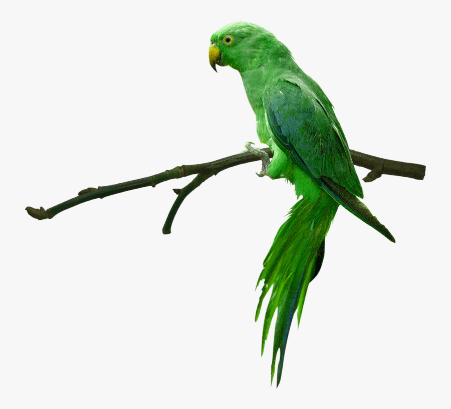 Parrot Photo Download Hd, Transparent Clipart