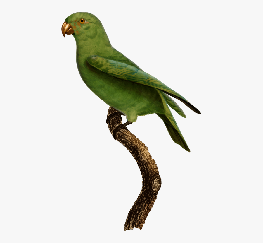 Parrot,cuculiformes,wing - Parakeet, Transparent Clipart