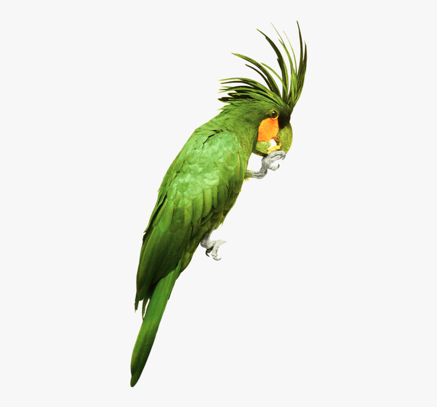 Watercolor Bird Green, Transparent Clipart