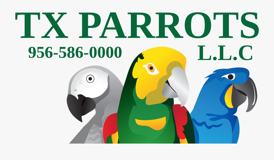 Budgie Clipart Indian - Aviary, Transparent Clipart