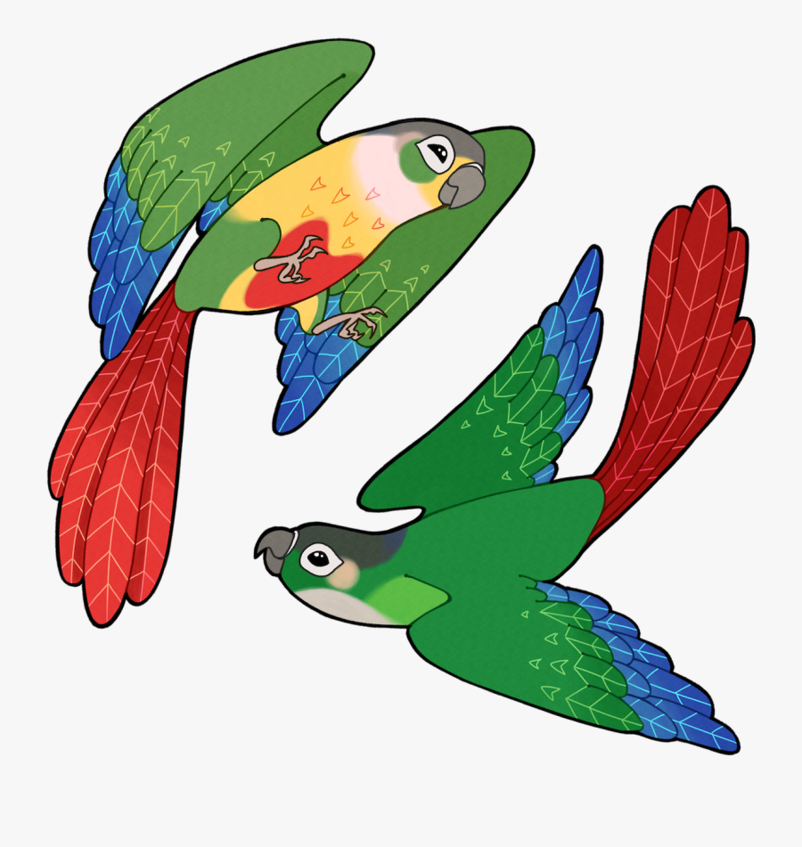 Green Cheeked Conure Draw, Transparent Clipart