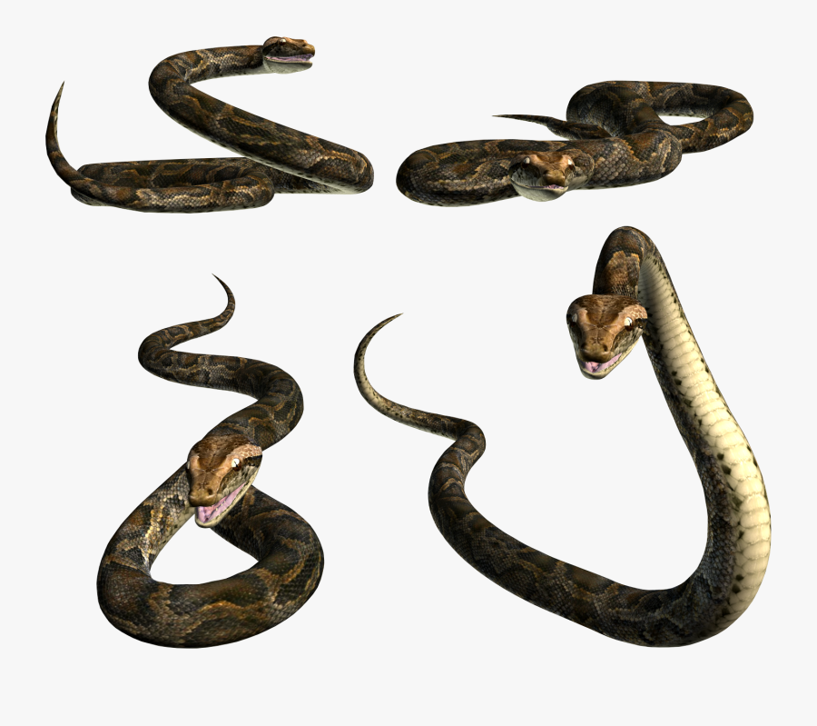 Png Image Web Icons - Png Snake Background Picsart, Transparent Clipart