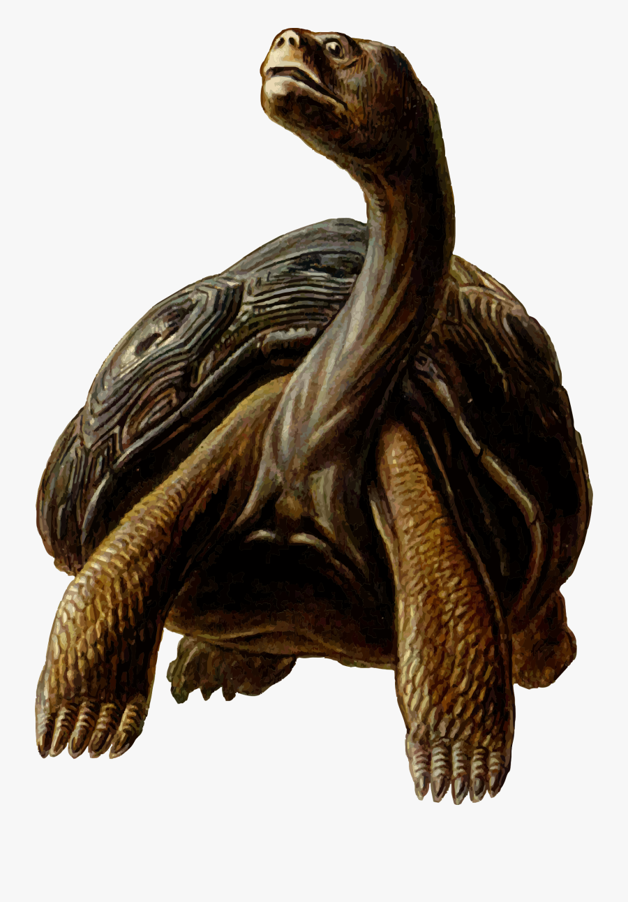 Prehistoric Tortoise Clipart - Long Neck Turtle Png, Transparent Clipart