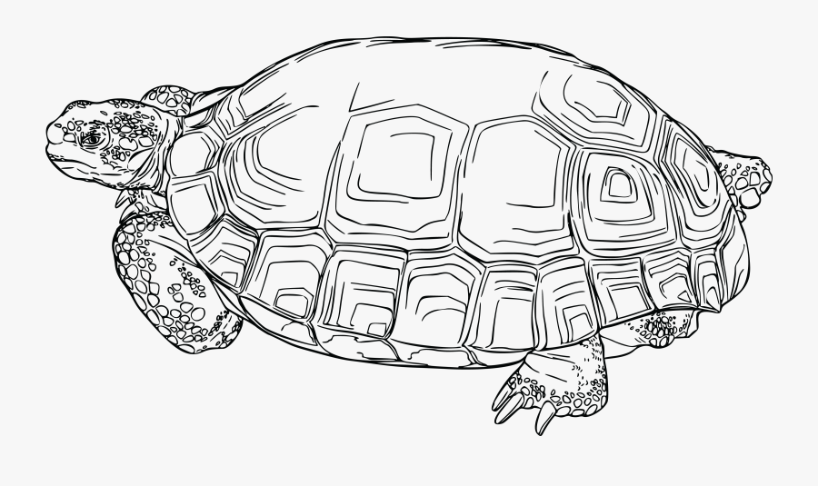 Desert Tortoise Clip Arts - Desert Tortoise Clip Art, Transparent Clipart