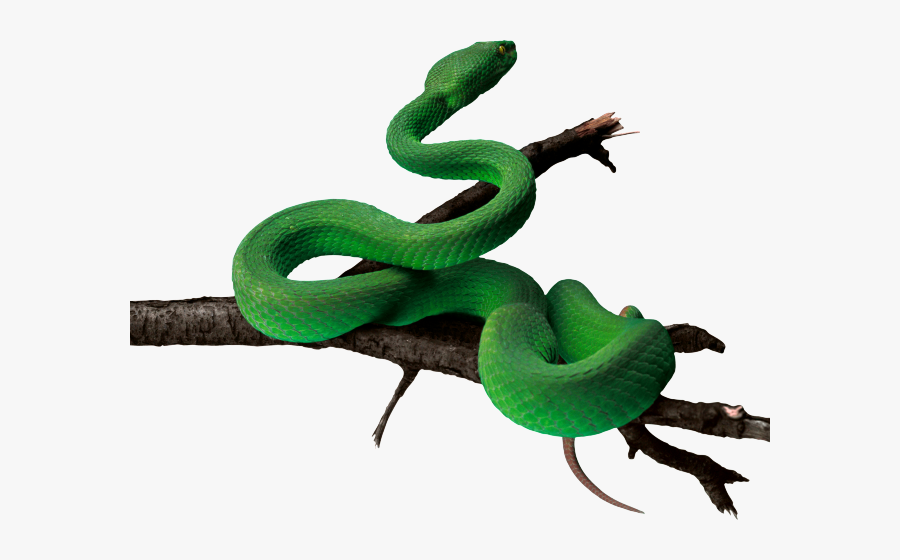 Green Snake Transparent Background, Transparent Clipart