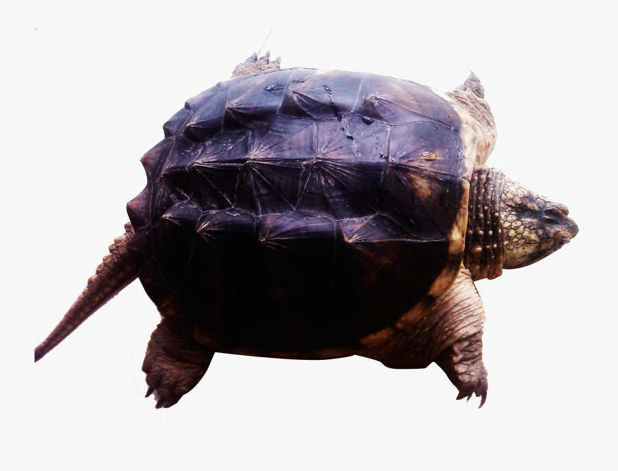 Transparent Turtle Clipart Png - Tortoise, Transparent Clipart