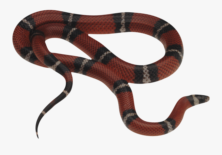 Snakes Png, Transparent Clipart