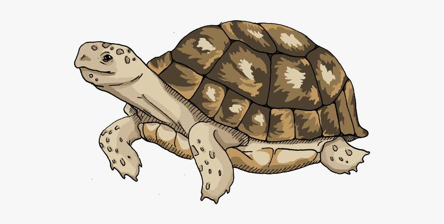 Tortoise, Transparent Clipart